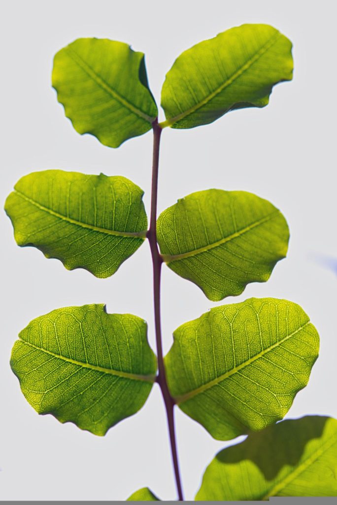 Feuille de caroube