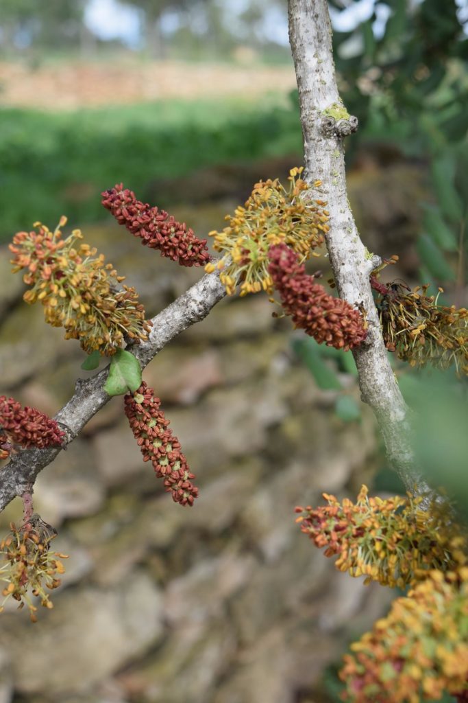 Fleurs de caroubier
