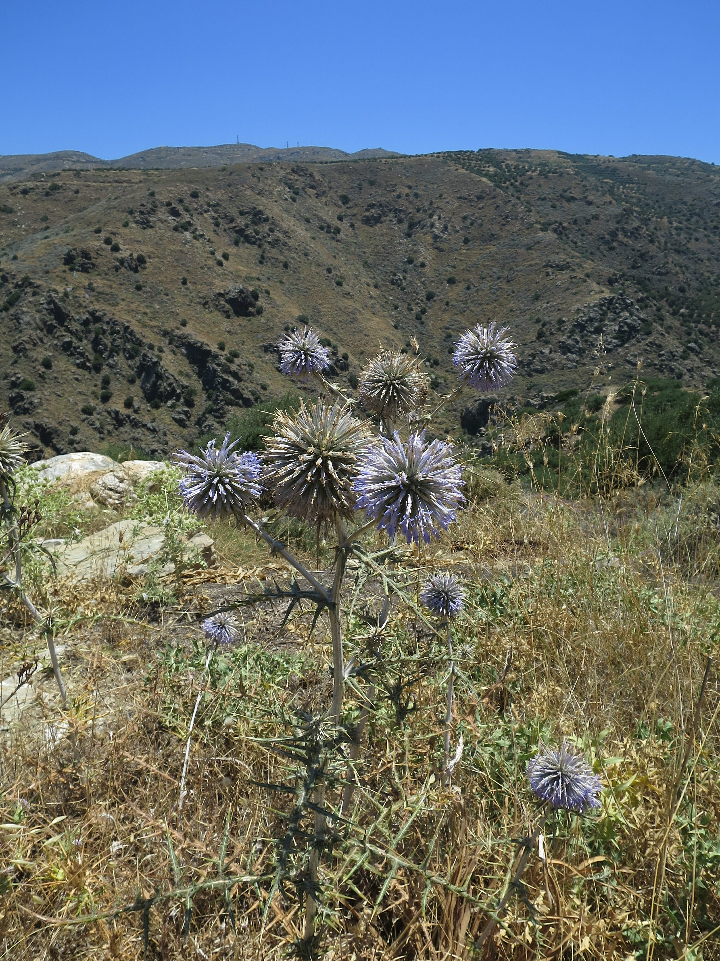 LA VENDETTA EN CRETE