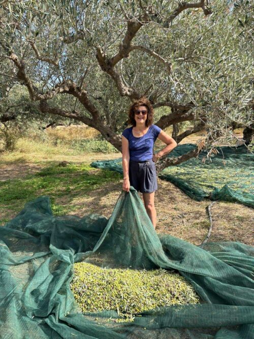 récolte des olives