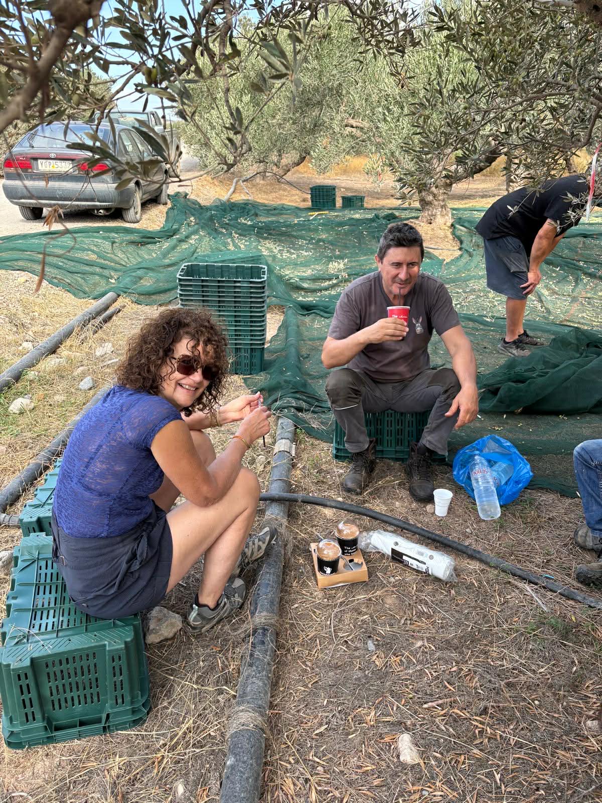 récolte de l'huile d'olive new harvest