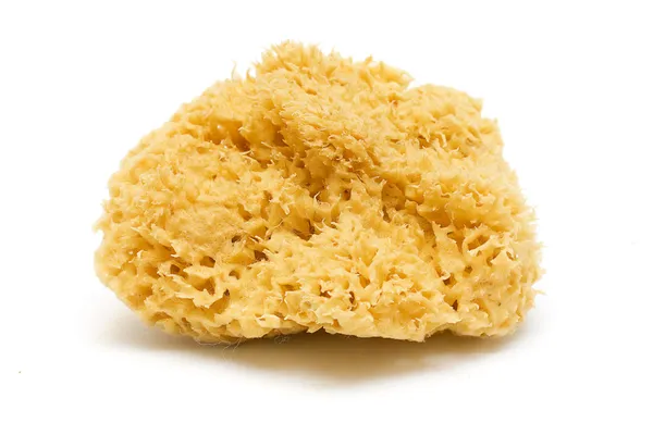 eponge